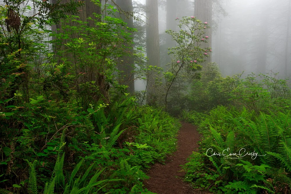 Misty morning in a Redwood forest with tall ancient trees, lush green ferns, and pink rhododendron flowers in the foreground.