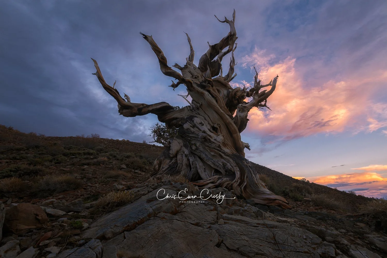 A horizontal landscape photo of a gnarled, ancient Bristlecone Pine tree in the White Mountains of California, illuminated by a warm sunset against a dramatic sky.