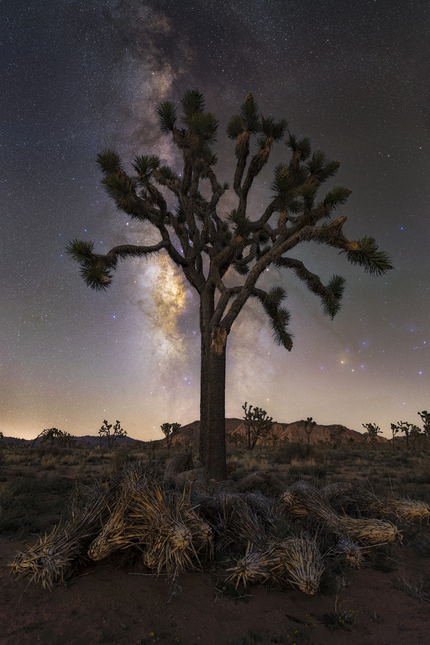 Vertical night astrophotography photograph of a tall, symmetrical Joshua tree centered in front of the glowing Milky Way galaxy core in Joshua Tree National Park by Chris Ewen Crosby.