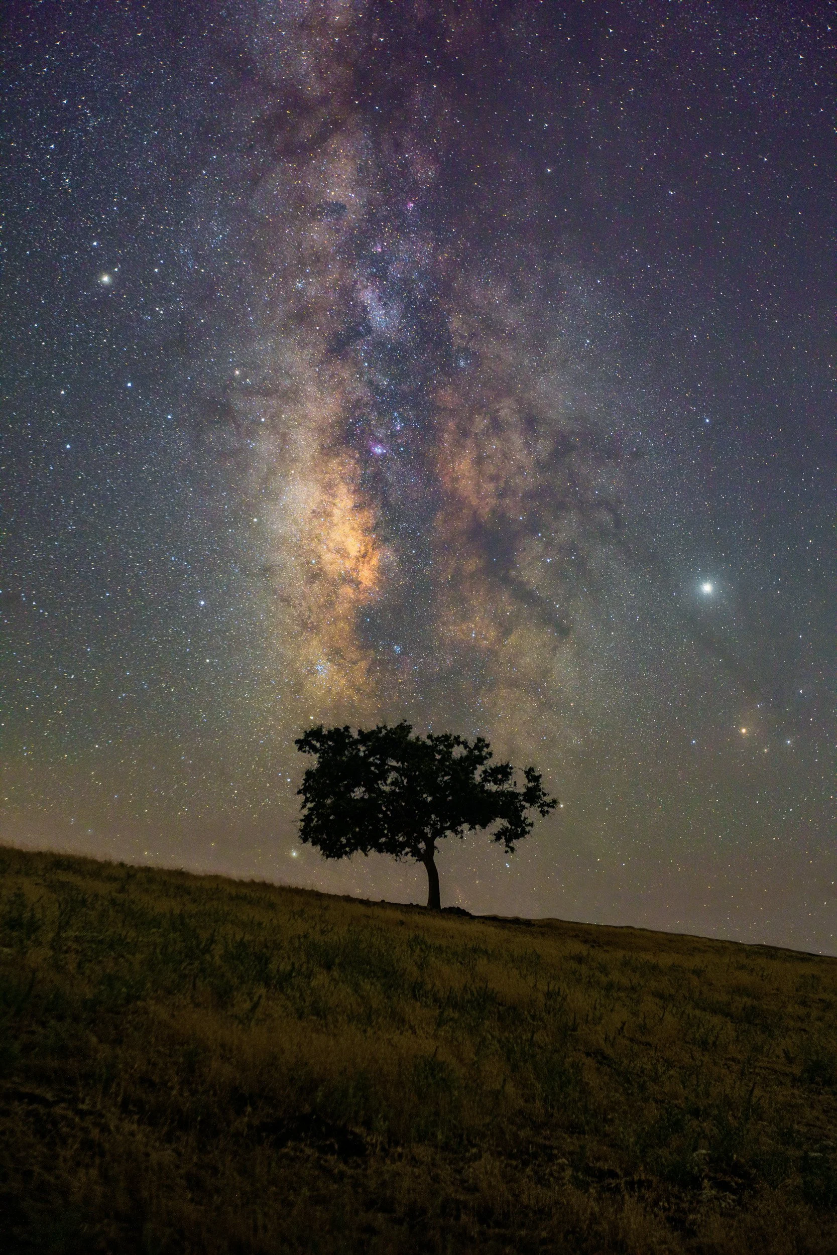 Vertical night astrophotography photograph of a lone oak tree silhouetted on a grassy ridge beneath the glowing Milky Way galaxy core in Santa Ynez Valley, California by Chris Ewen Crosby.