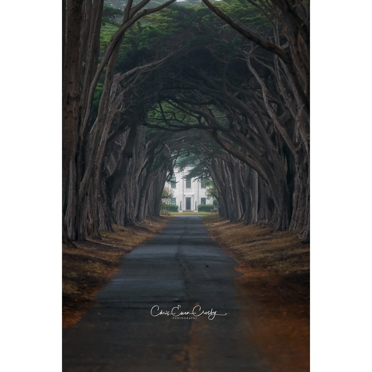 Tree Tunnel