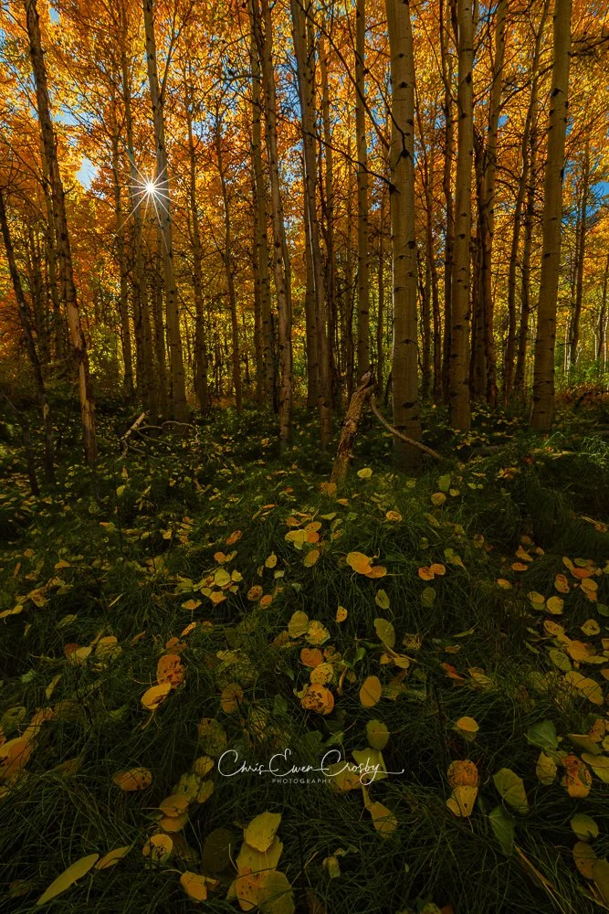 Fallen orange and yellow aspen leaves covering a grassy forest floor in a grove of white-barked trees in autumn.