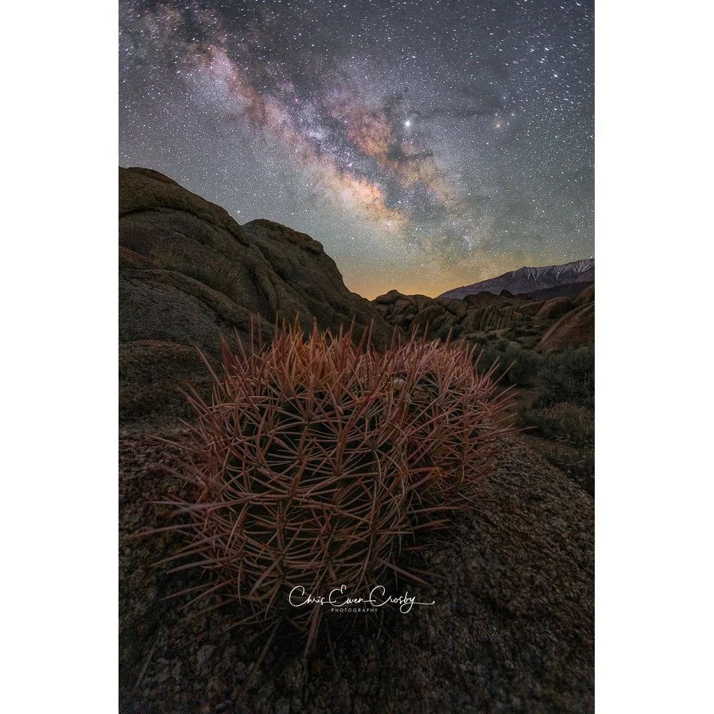 Vertical night photography of a glowing barrel cactus in the foreground with the Milky Way galaxy rising vertically in the background at Alabama Hills, California.