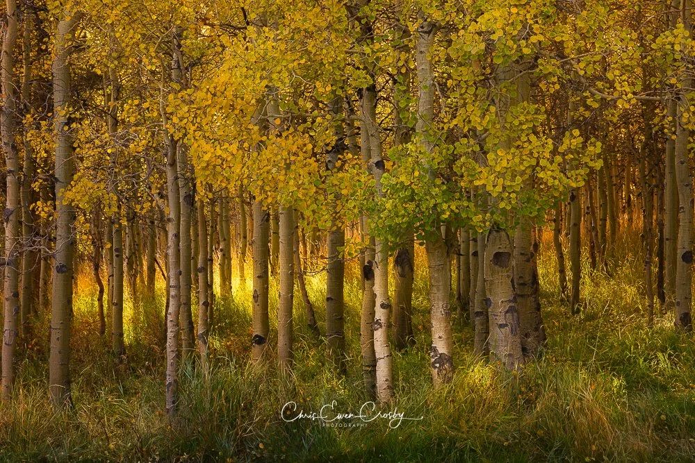 A horizontal landscape photograph of a grove of white-barked aspen trees with brilliant yellow and orange autumn leaves, illuminated by warm afternoon sunlight in the Sierra Nevada mountains.