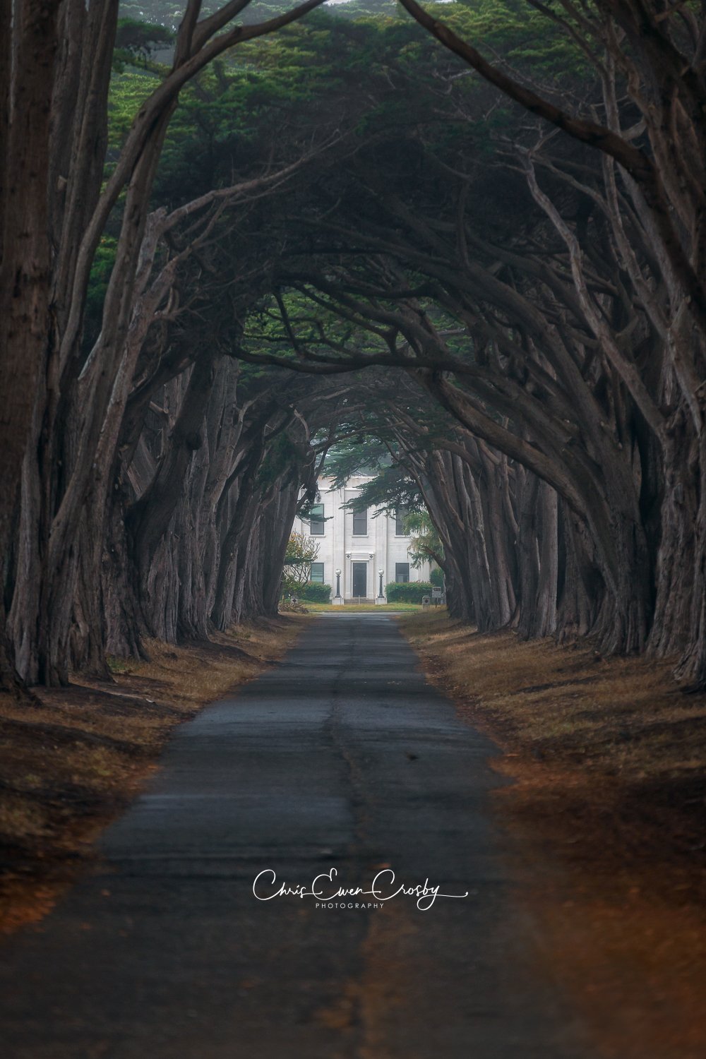 Vertical shot of the Cypress Tree Tunnel in Point Reyes; early morning coastal fog with soft light through the canopy.