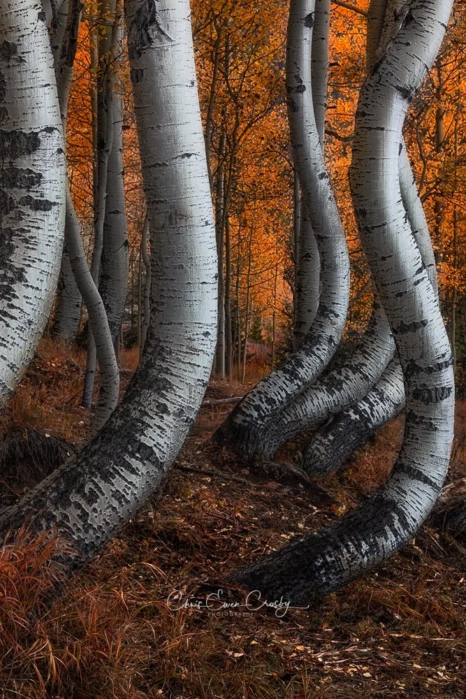 Vertical intimate landscape of curved Aspen tree trunks with white bark and yellow autumn leaves in a Colorado forest.