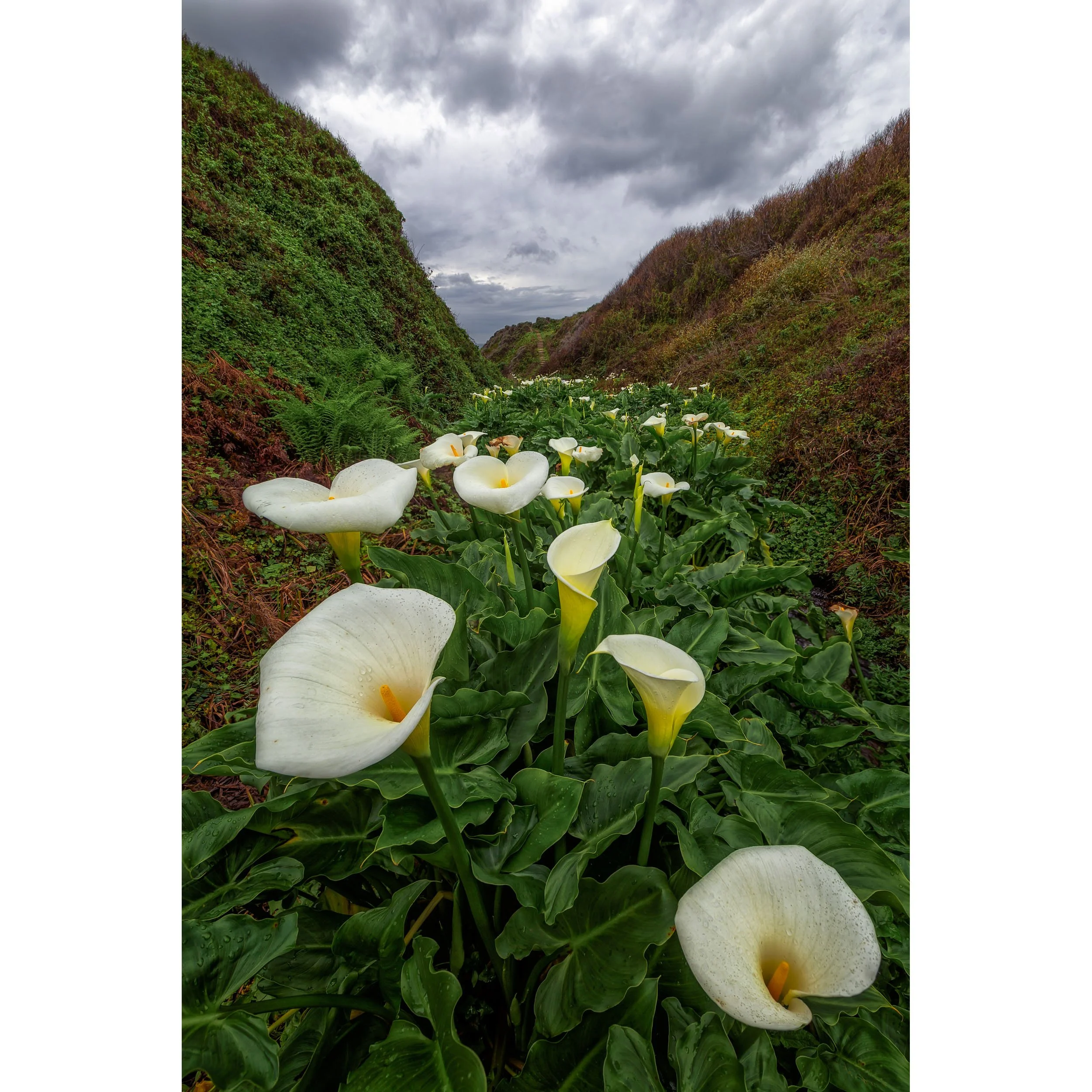 soaking-lilies-vertical-big-sur-calla-lily-valley-fine-art-print.jpg