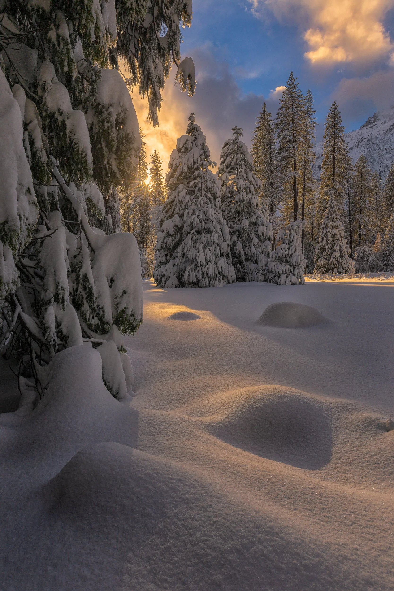 Vertical landscape photograph of golden sunlight filtering through snow-covered evergreen trees onto pillowy snow drifts in Yosemite National Park by Chris Ewen Crosby.
