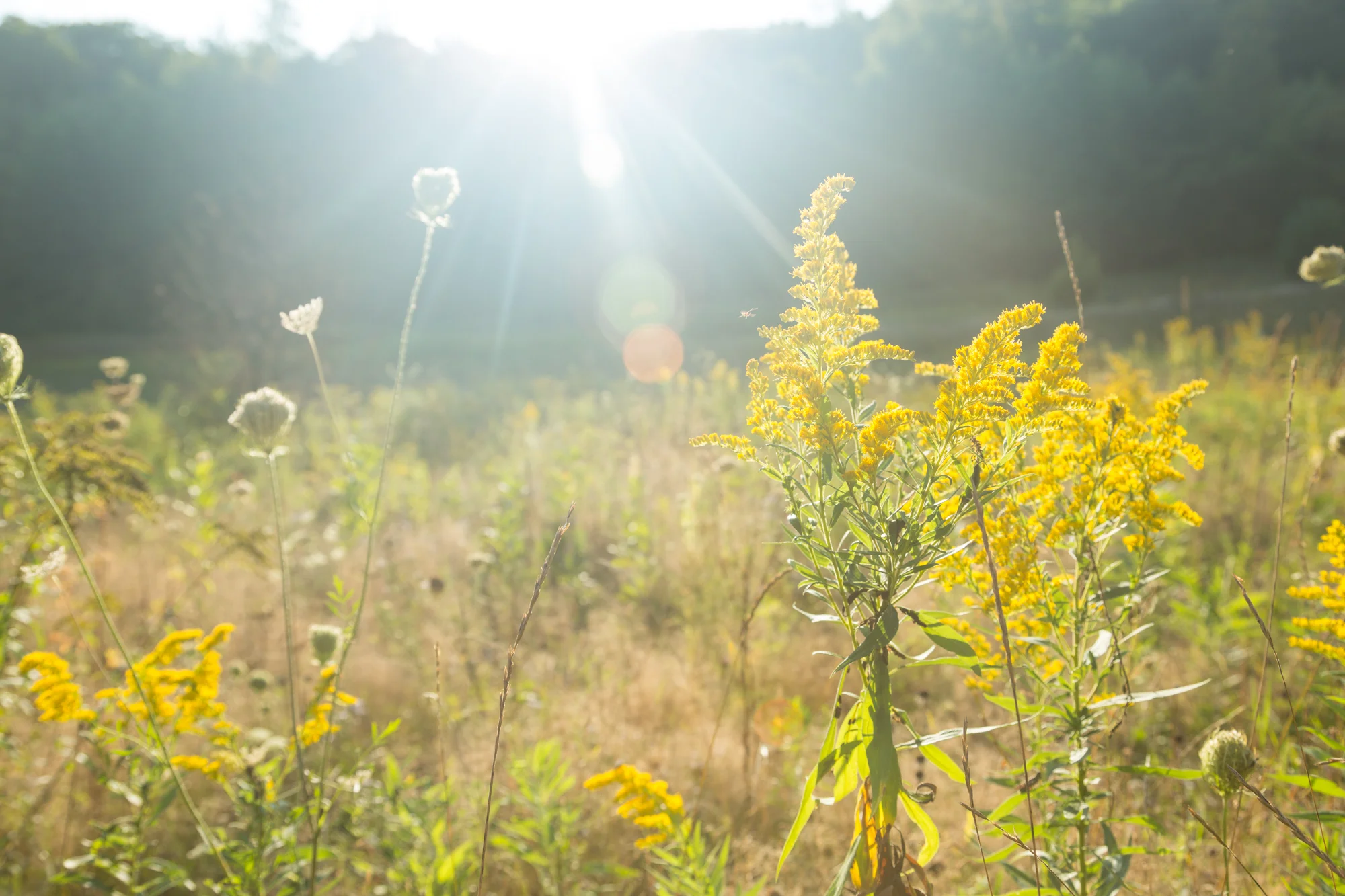 Late summer field in the Catskill Mountains of New York.
