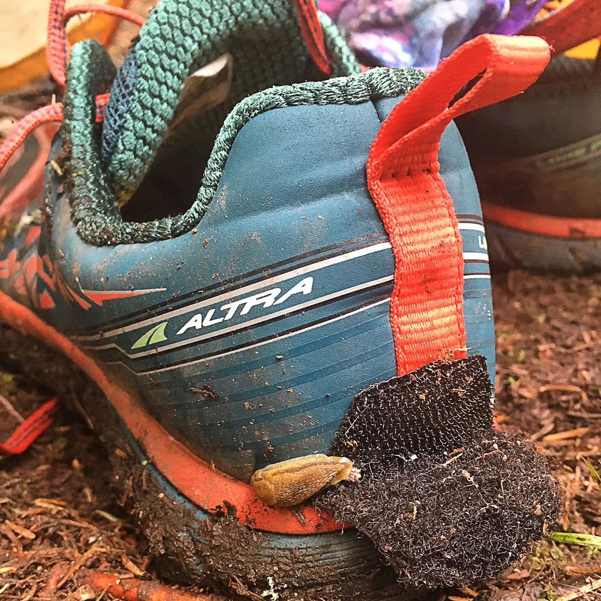 Slug on Shoe_VT.jpg