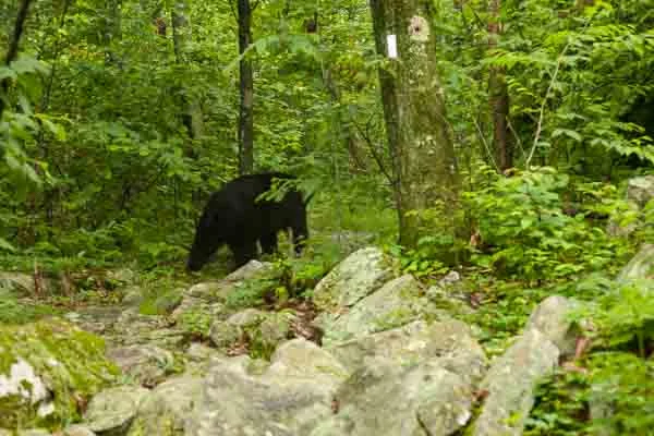 2011_Appalachian Trail Thru-hike_3790-2.jpg
