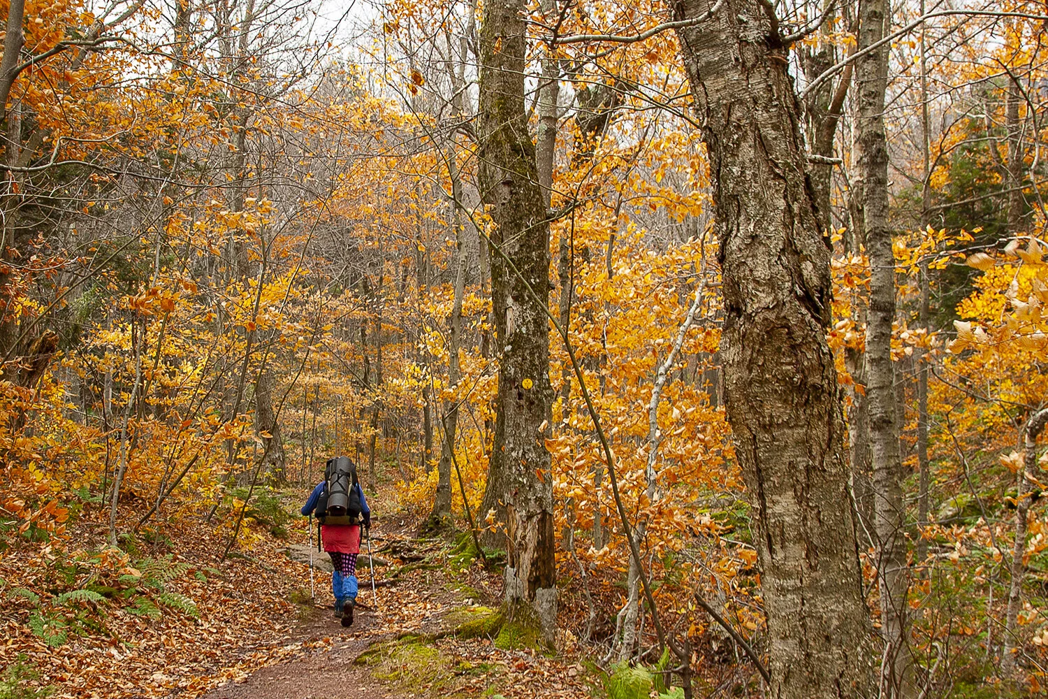 20121021_Hiking_Escarpment Trail with Sprout_0022.jpg