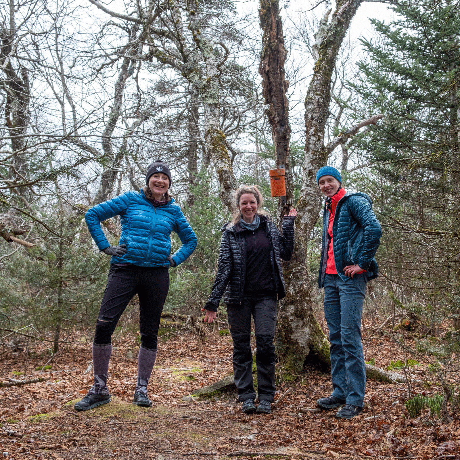 Catskills-Bushwhack_Mount-Sherrill.gif