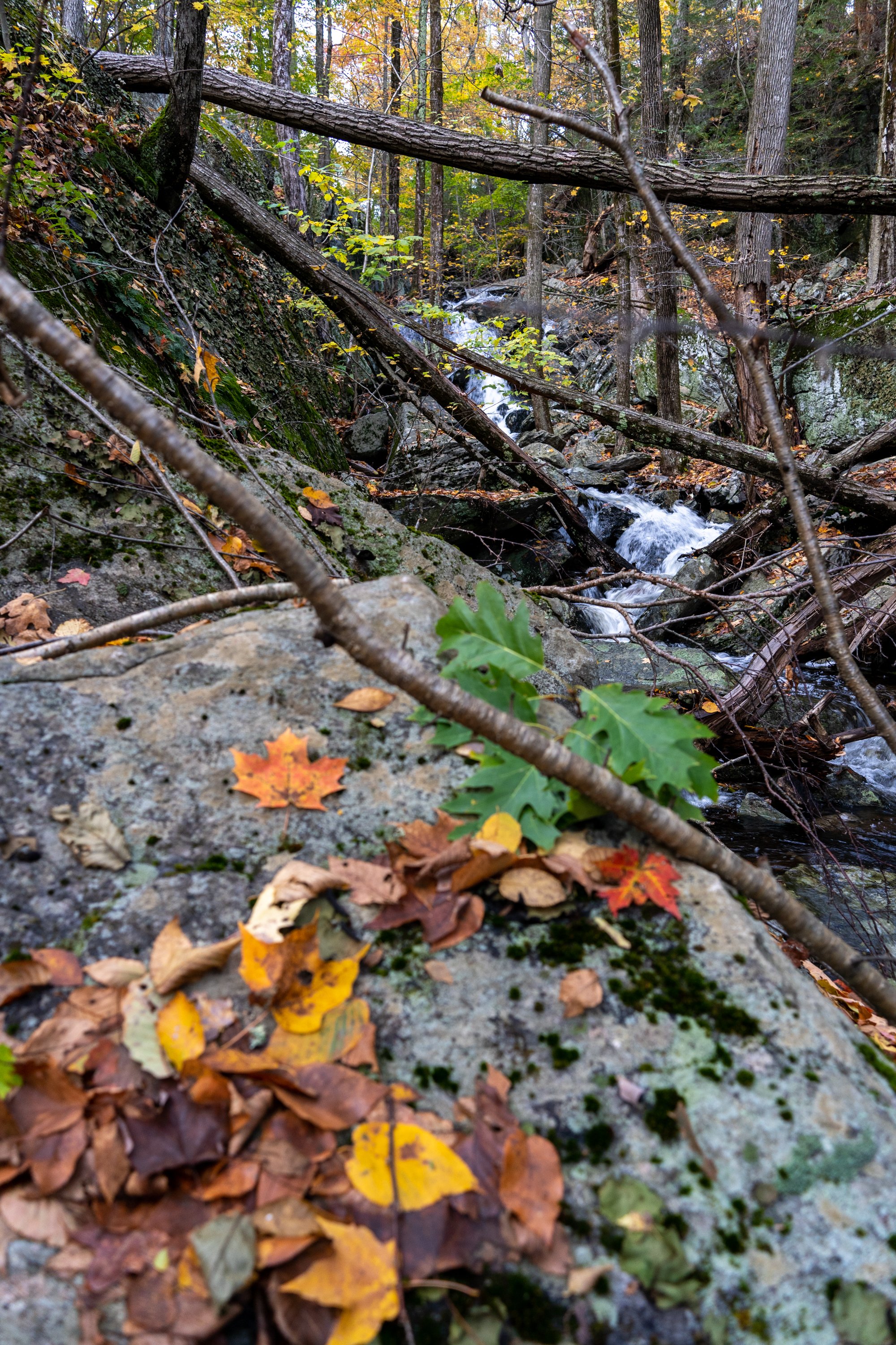 20211027_Liz Forkel_Appalachian Trail in CT_0051.jpg
