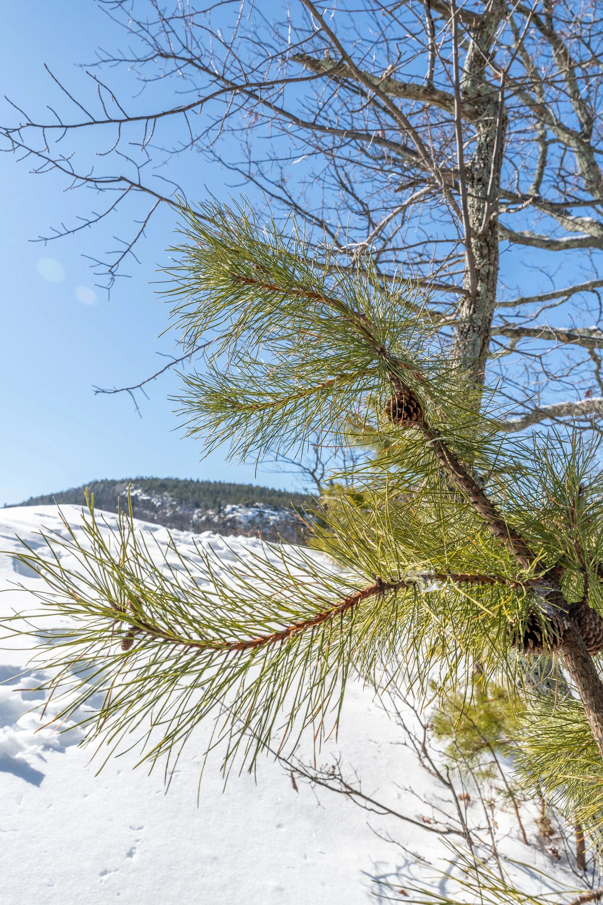 20250222_Girl Gotta Hike_High Peter's Kill + Awosting Falls Loop_021.jpg