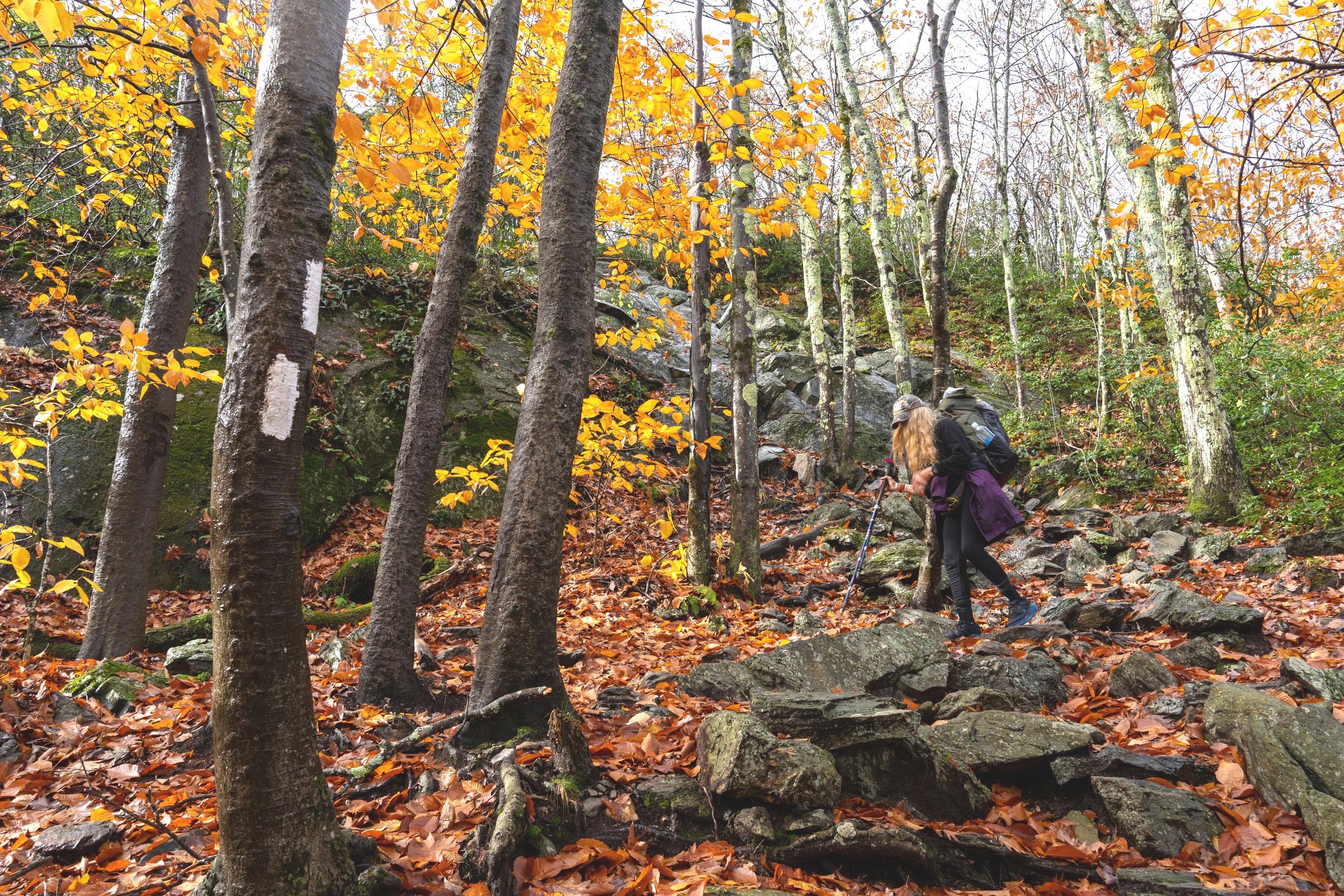 20211031_Liz+Forkel_Appalachian+Trail+in+CT_0390.jpg
