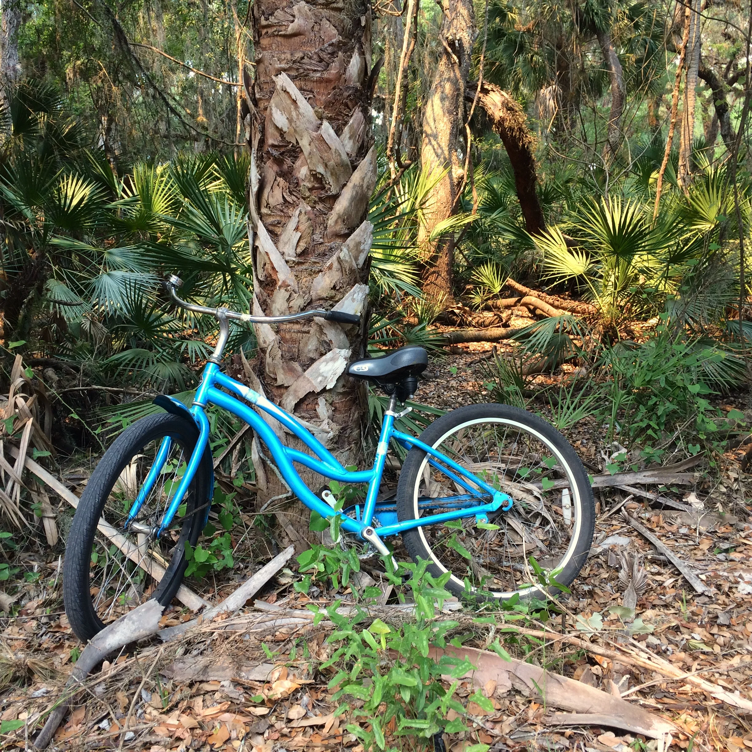 Stopping along the road in Myakka River State Park.