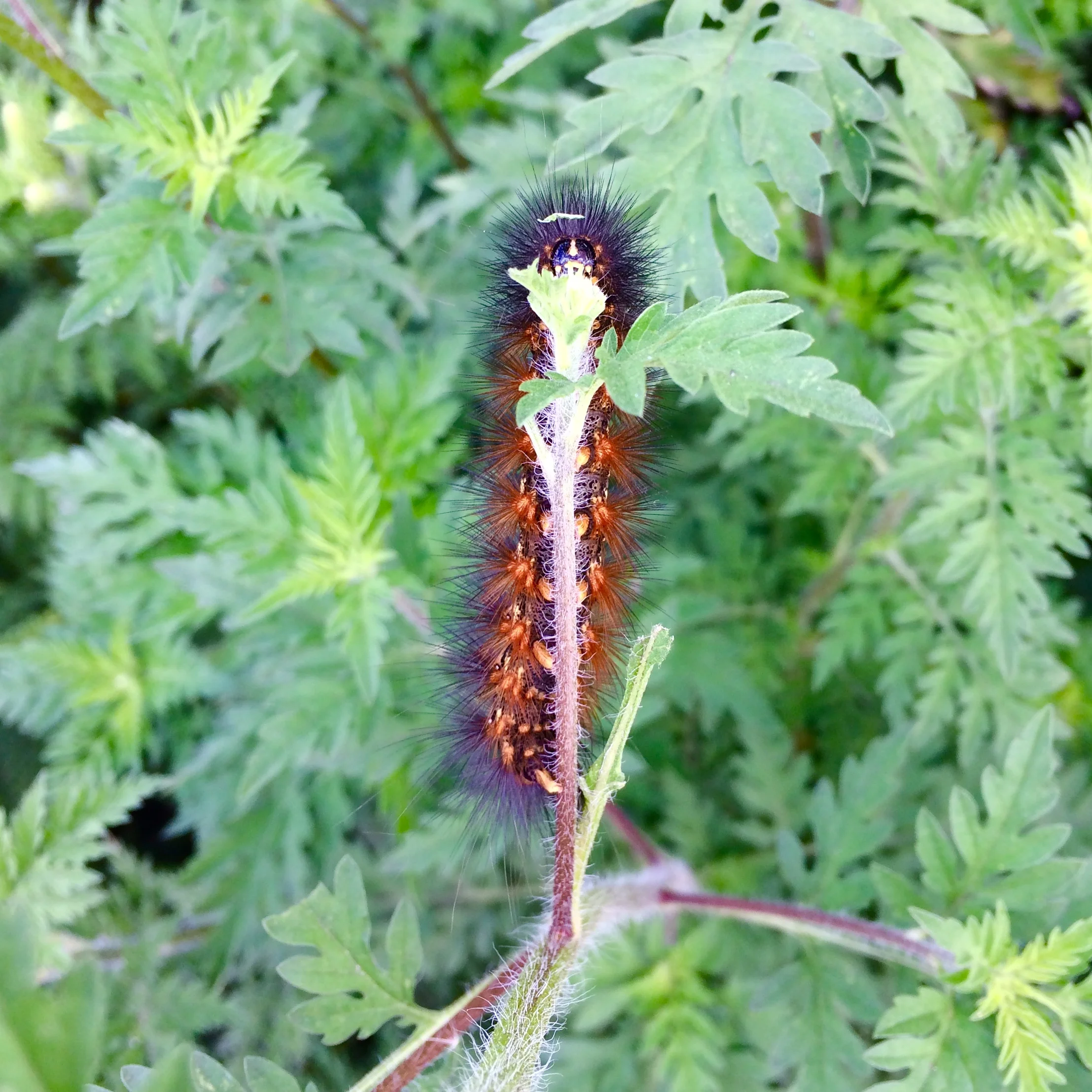 Still need to look up which species of caterpillar...similar looking as our "wooly bear" in New England but without a red band.