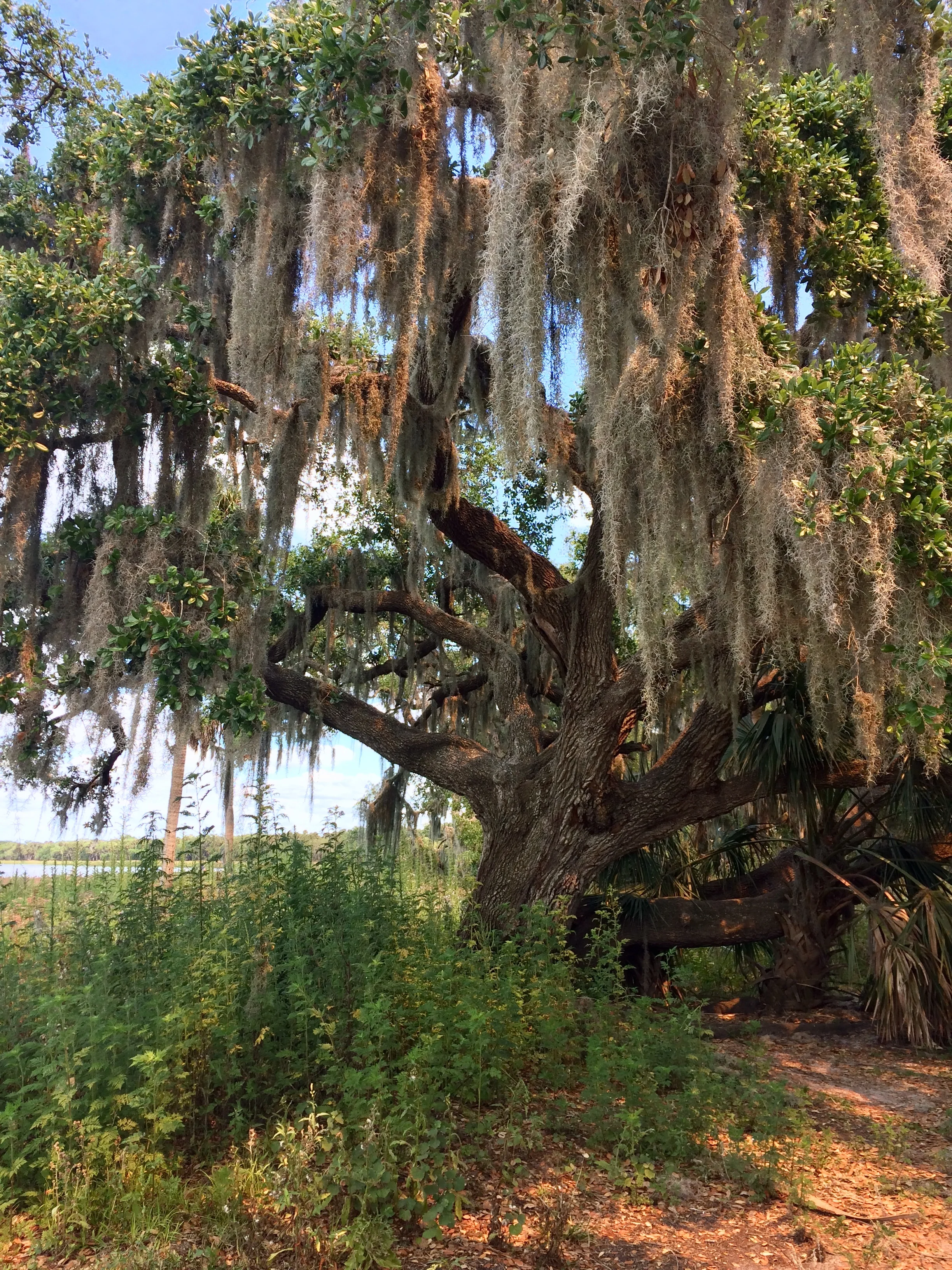I'm a sucker for Spanish moss.