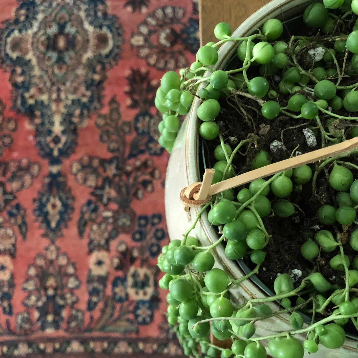 string-of-pearls.jpg