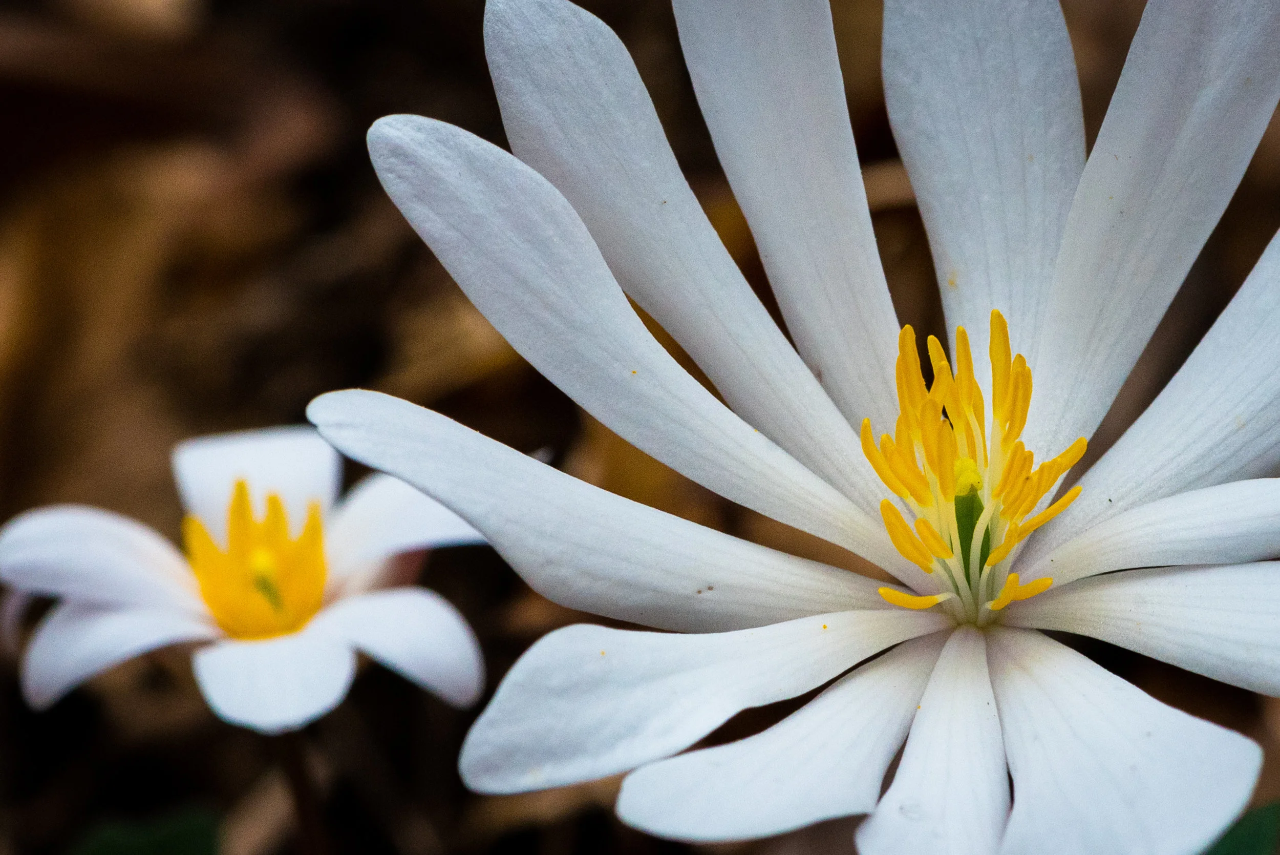 Bloodroot ( Sanguinaria canadensis ), taken with Nikon AF-S VR Micro-NIKKOR 105mm f/2.8G IF-ED lens on a D750 body
