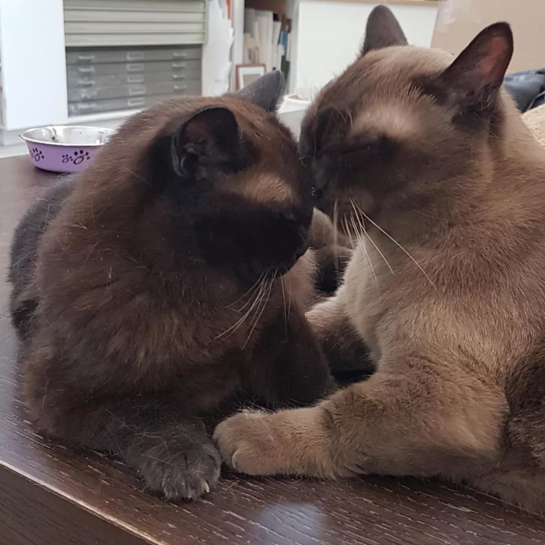 Peggy and Percy snuggling. 

#burmese #burmesecat