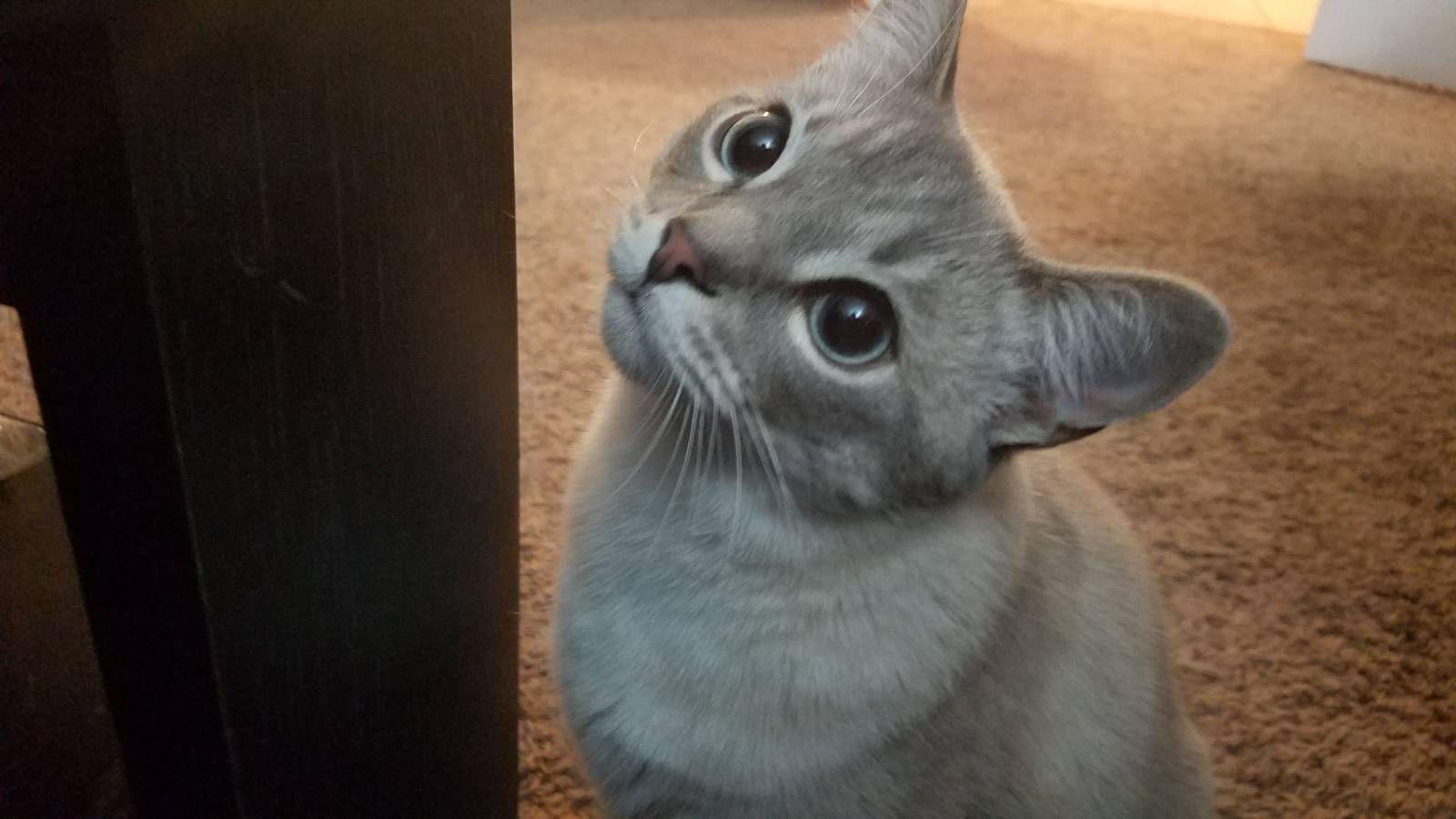 Tizo, in all of her splendor, looking innocent, when she clearly isn't.