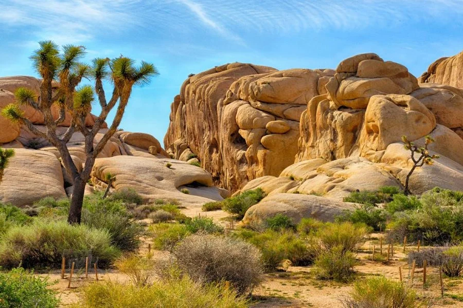 Joshua Tree National Park. Photo cred: Visit Greater Palm Springs.