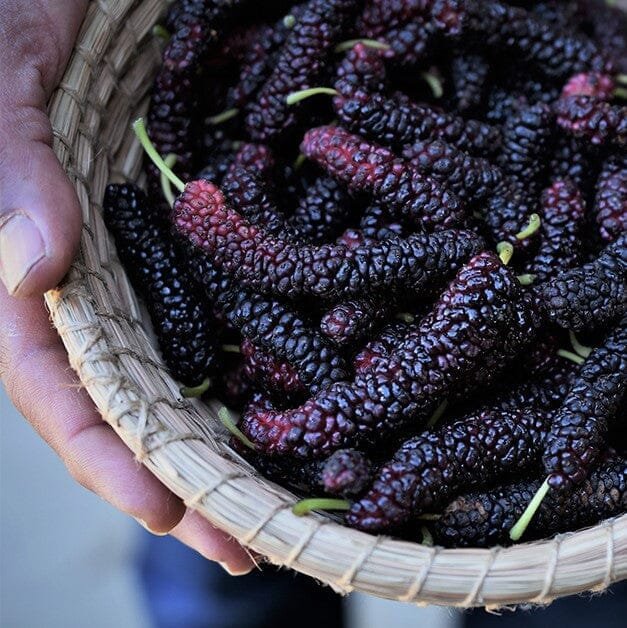 May is for Mulberries