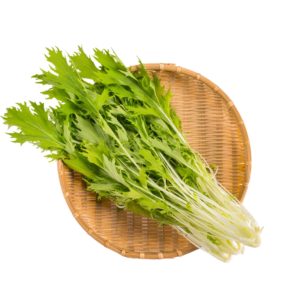 Japanese Potherb Mustard.jpg