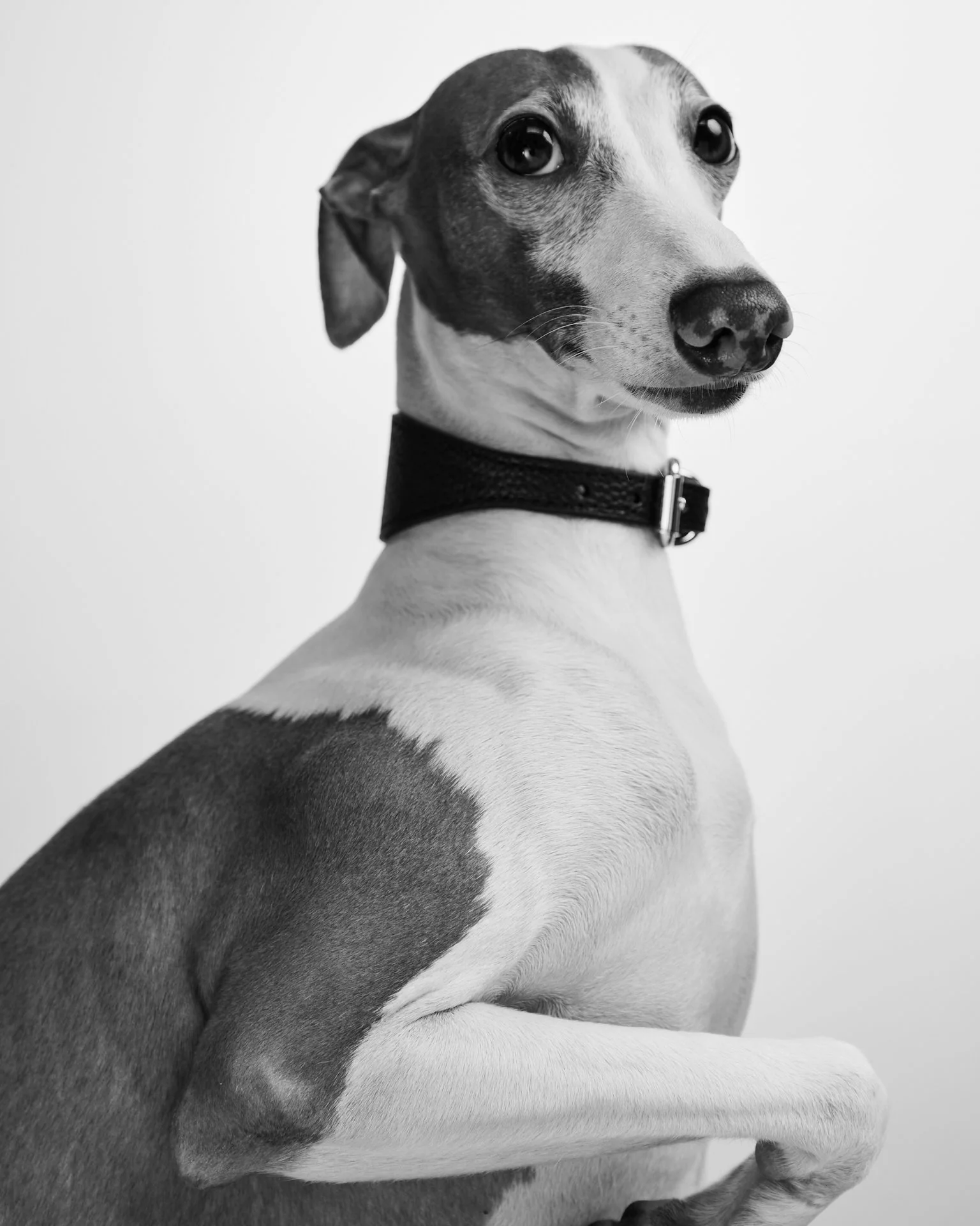 Echo, studio dog at Alinea Collective Singapore food photography studio, black and white portrait of Italian Greyhound