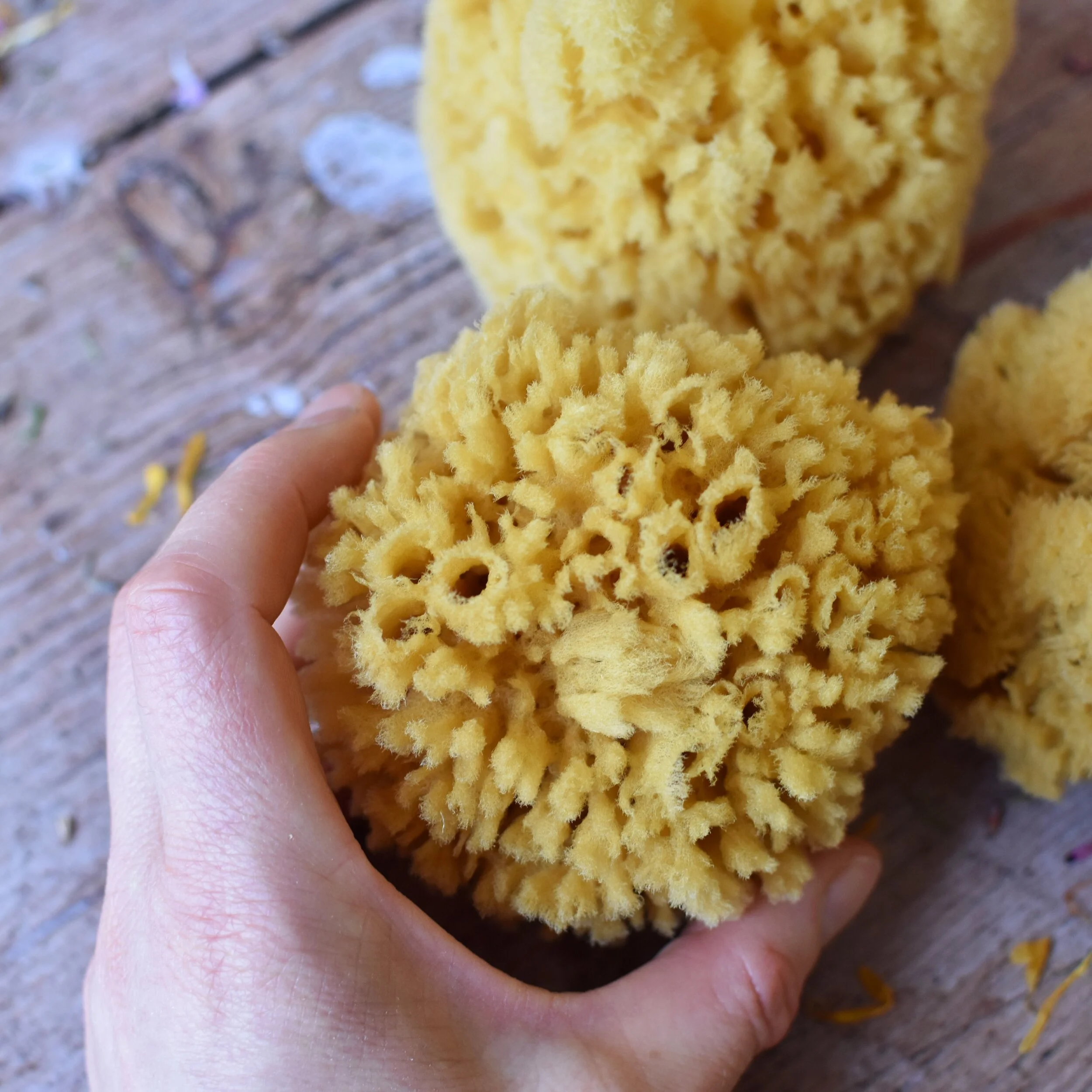natural-sea-sponge