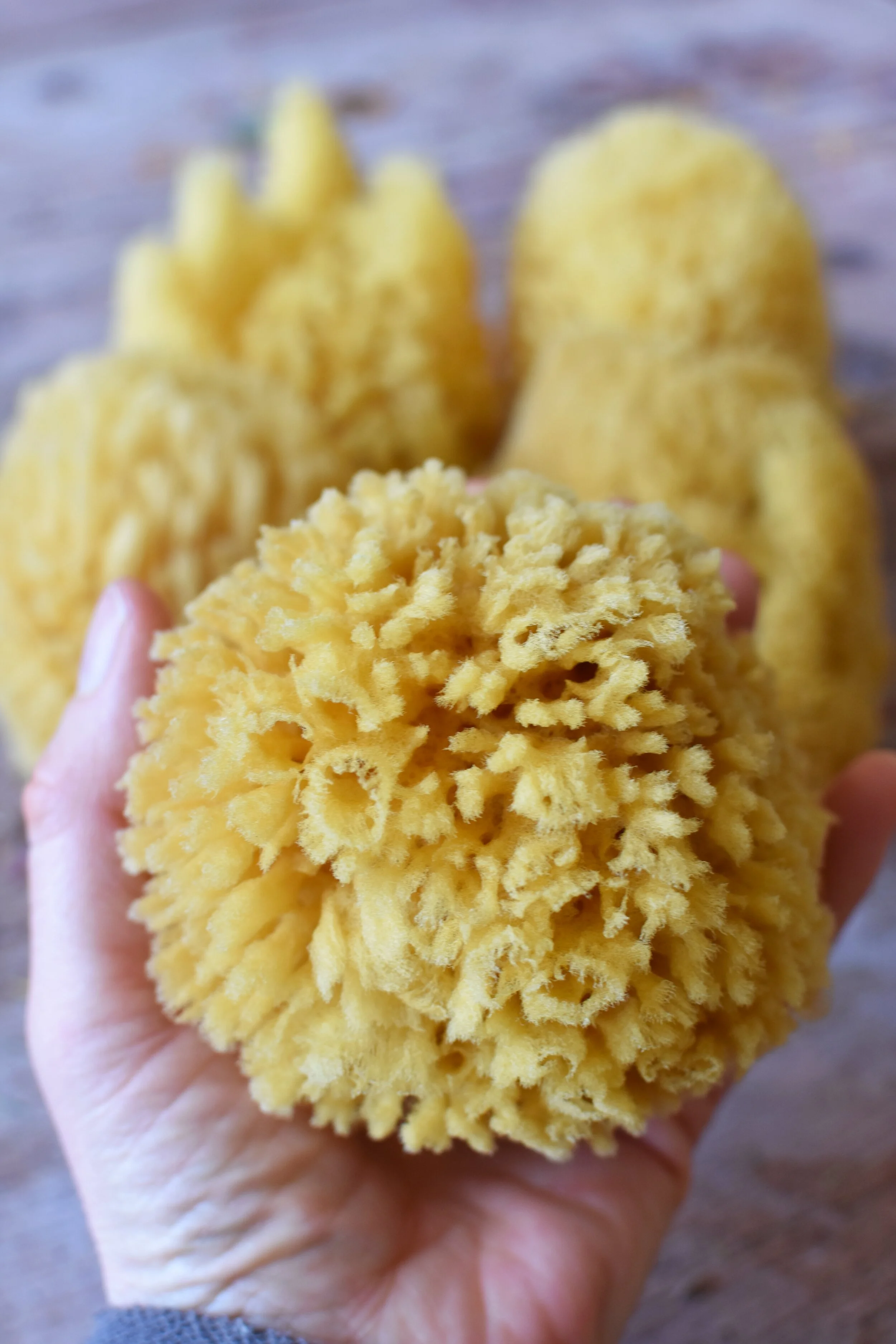 natural sea sponge