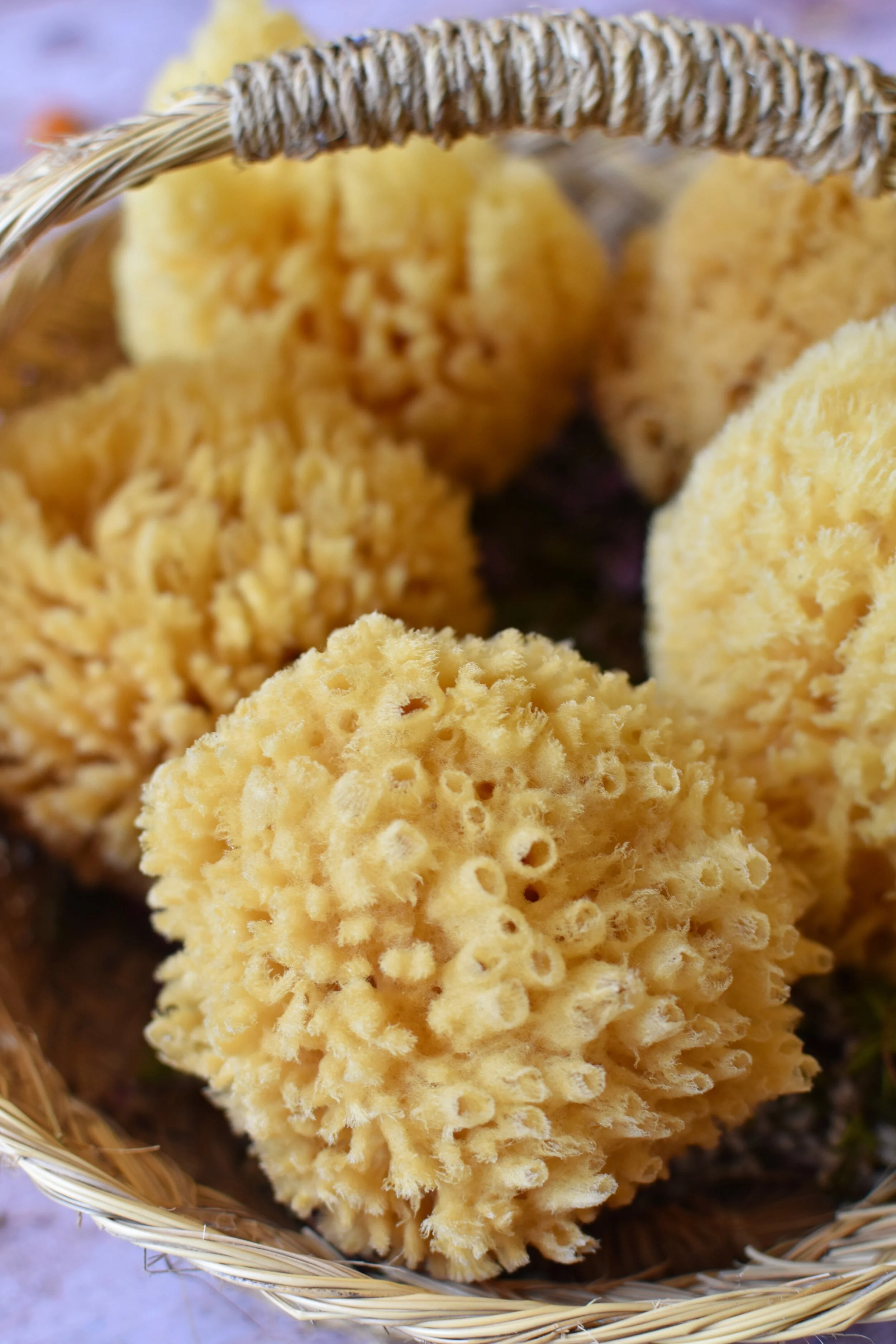 natural sea sponges in basket