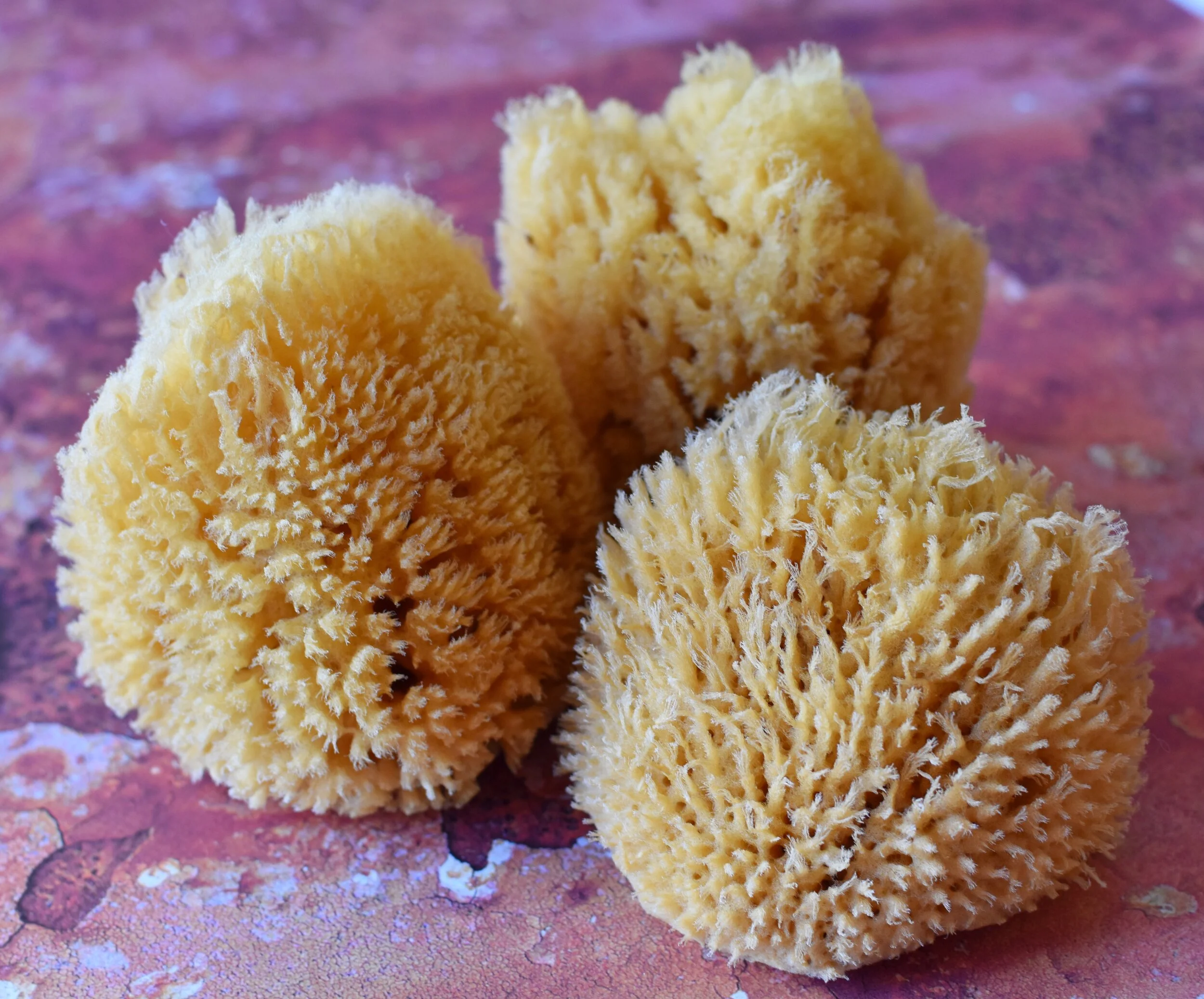 trio of natural sea sponges