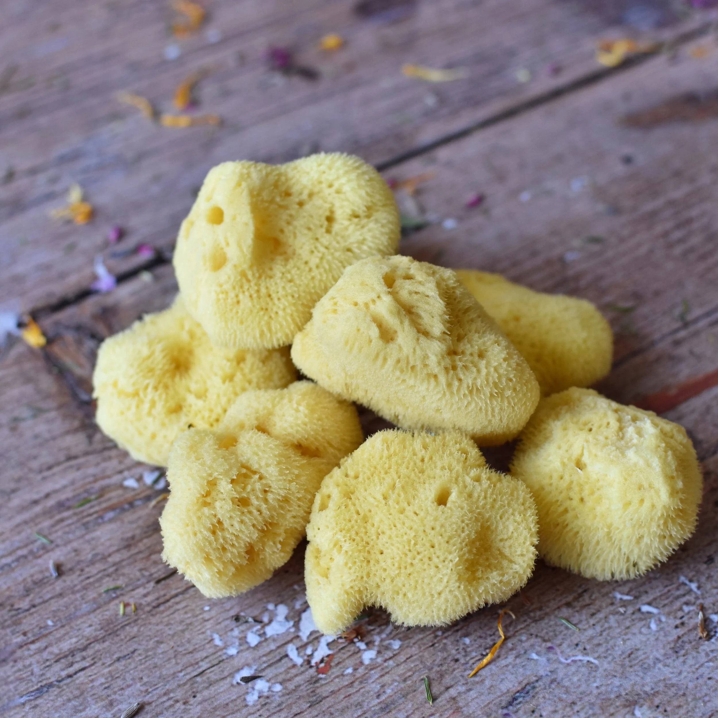 collection of small natural sea sponges for the face