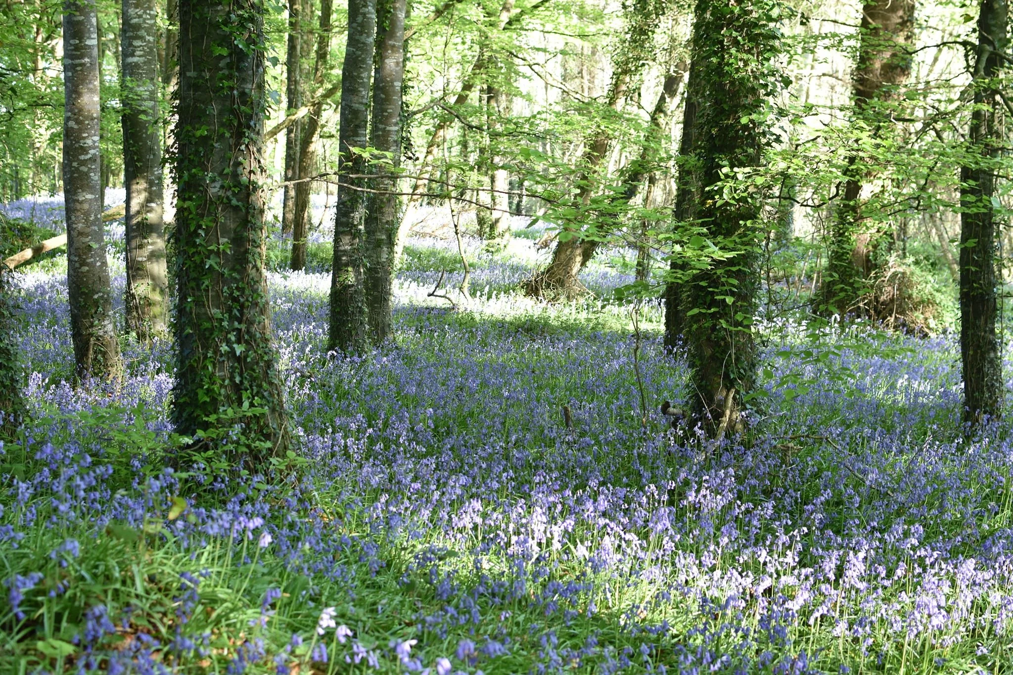 bluebells.jpg