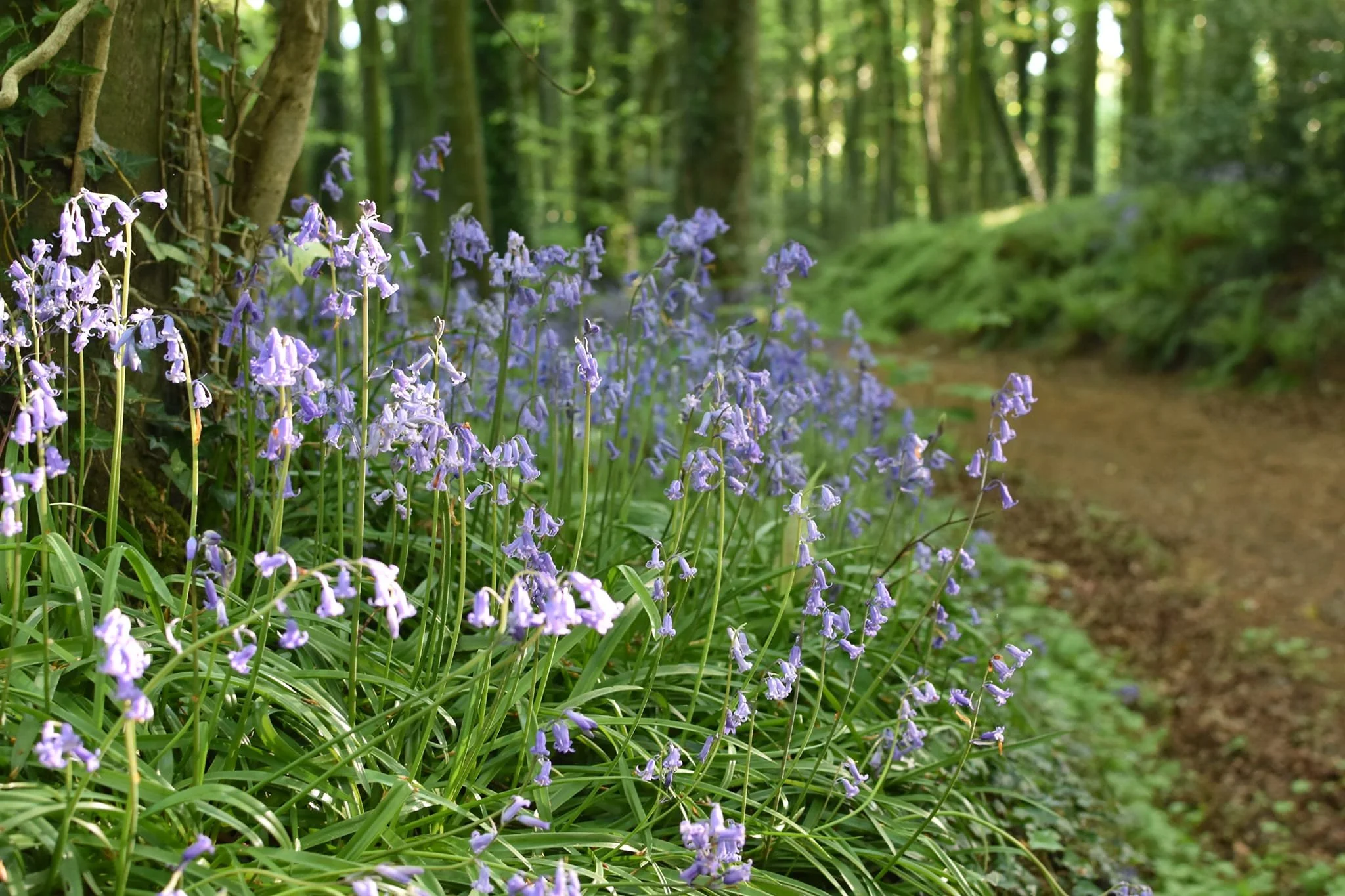 bluebells 3.jpg