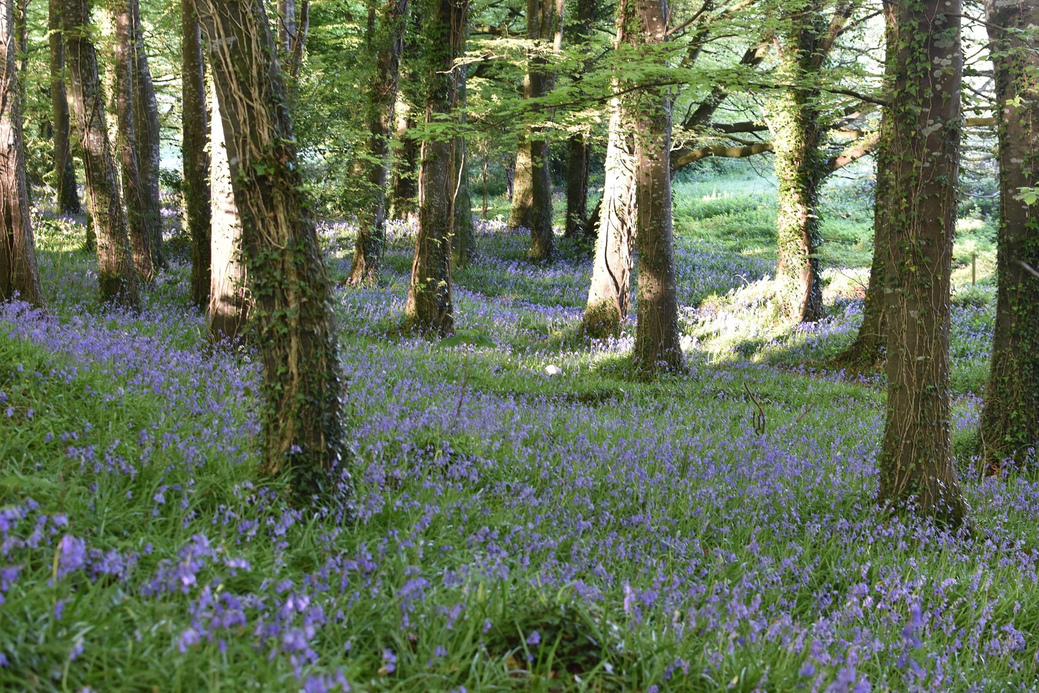 bluebells 4.jpg