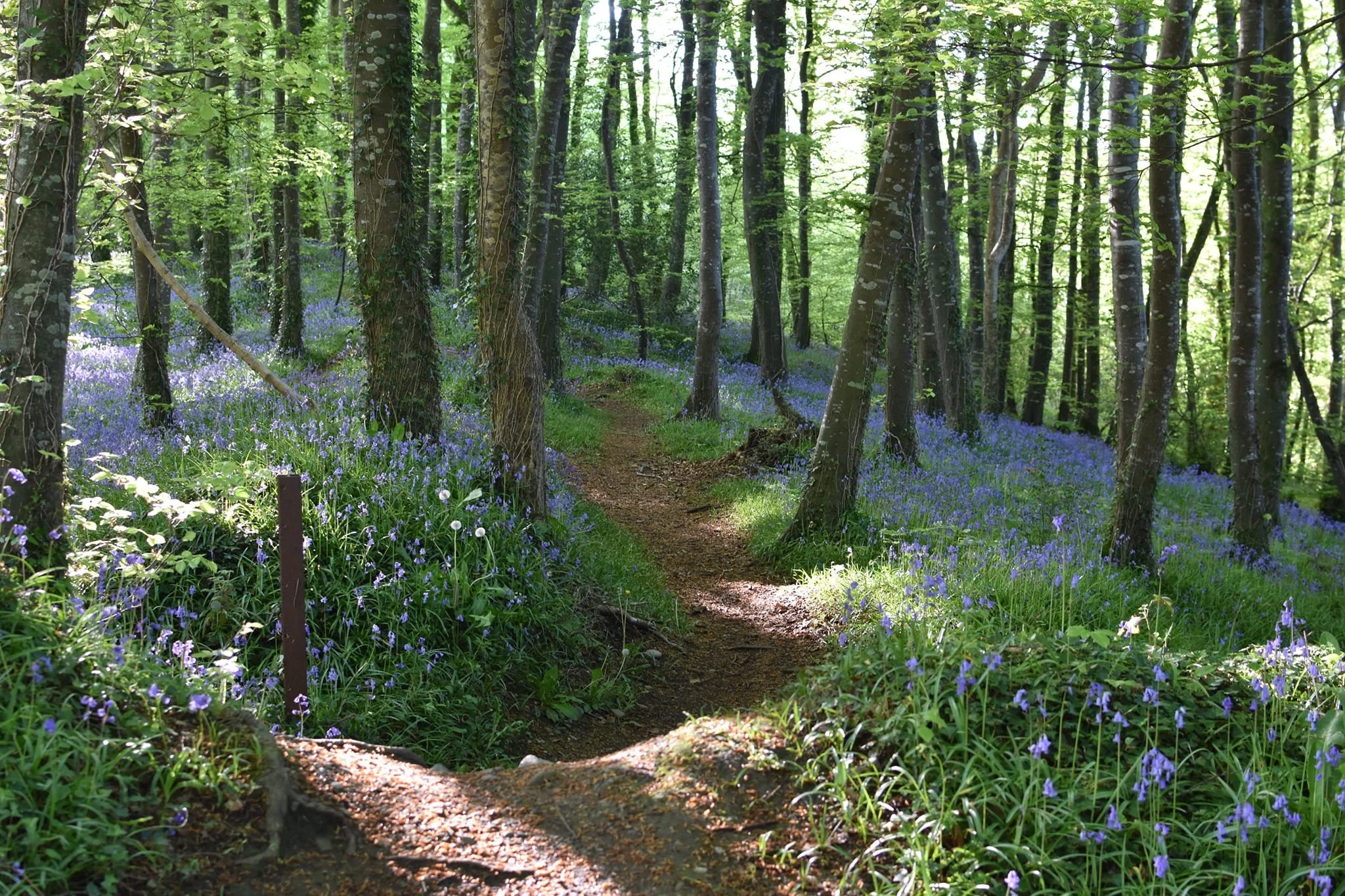 bluebells 5.jpg