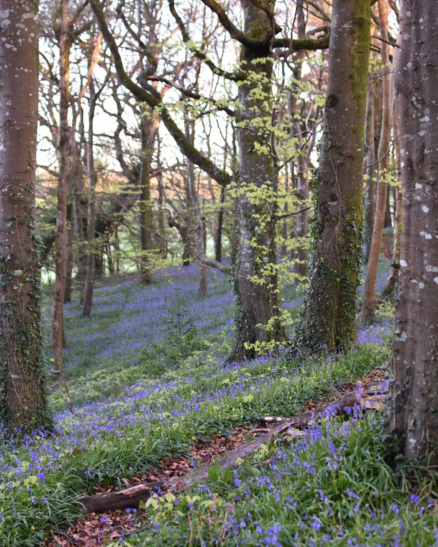 Join me for a very special morning, this Saturday, April 27th, where I'll share with you the magical woodland where I live at one of the most special times of the year.

🌿Our secret woodland haven transforms into a breathtaking spectacle at this tim