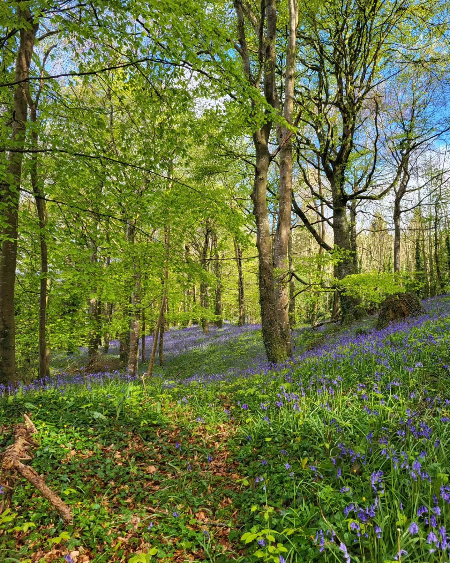 💜The magic of the Bluebell Woodland deserves to have a permanent spot on the grid!

💜I'm so lucky to have this, quite literally, on my doorstep, and I don't ever take it for granted. To spend time here at this time of the year is like being dropped