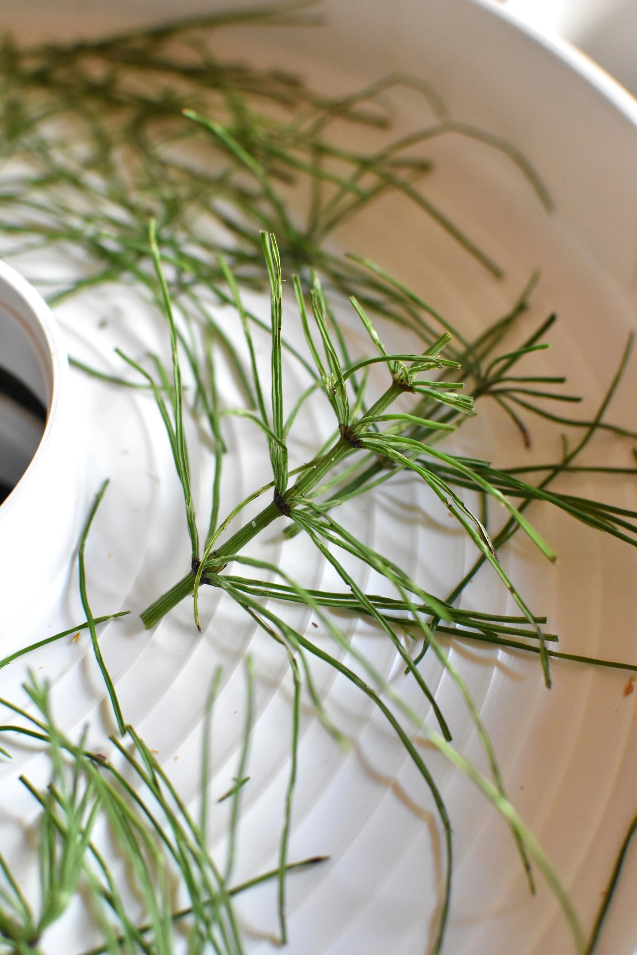 horsetail plant, an ingredient in Green Roots Hair and Scalp Oil from Naturally at the Wrens Nest