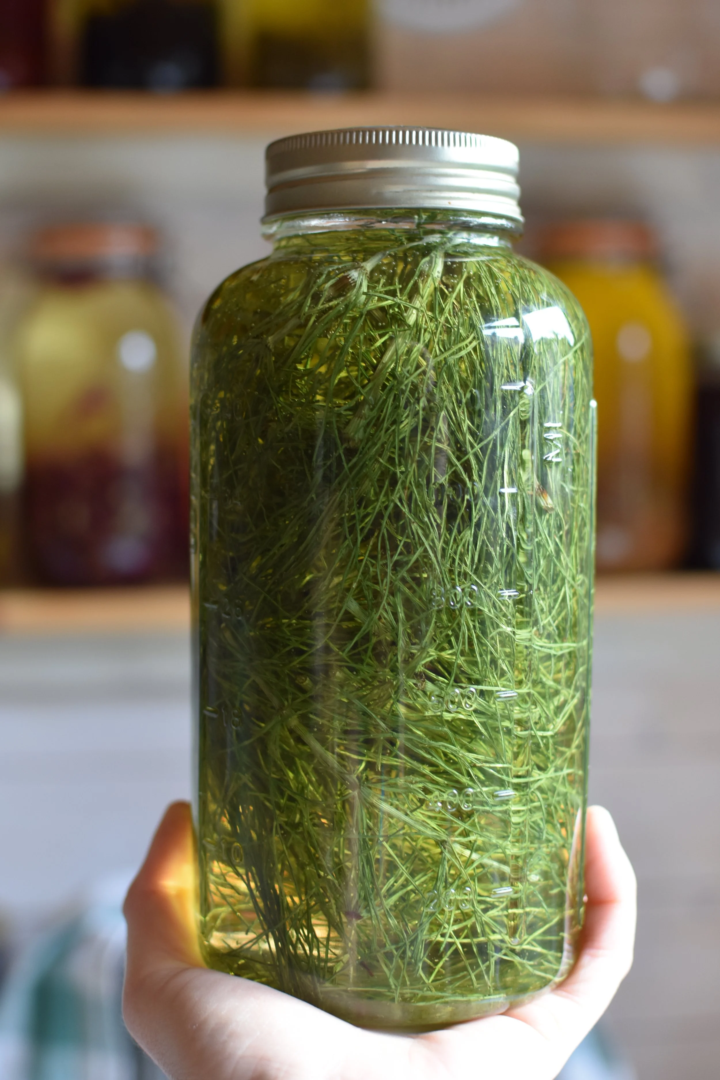 a jar of horsetail infused olive oil, an ingredient in Green Roots Hair and Scalp Oil from Naturally at the Wrens Nest