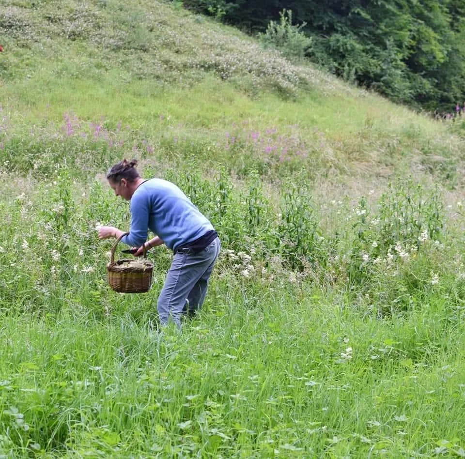 Danielle from Naturally at the Wrens Nest in a field foraging meadowsweet