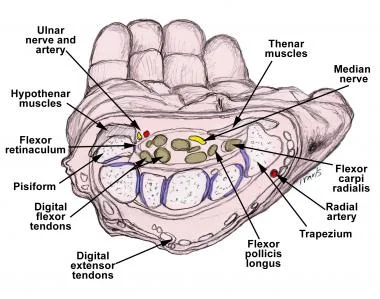 carpal tunnel.jpg