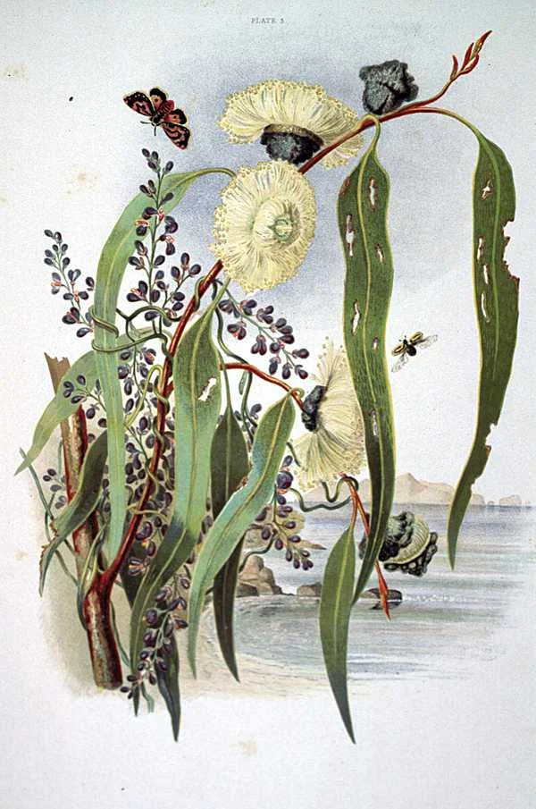 Eucalyptus Globulous - Organic