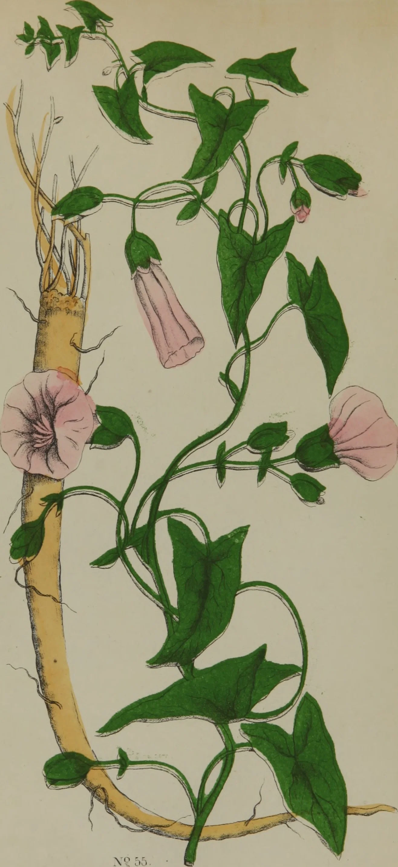 Peppermint - Organic