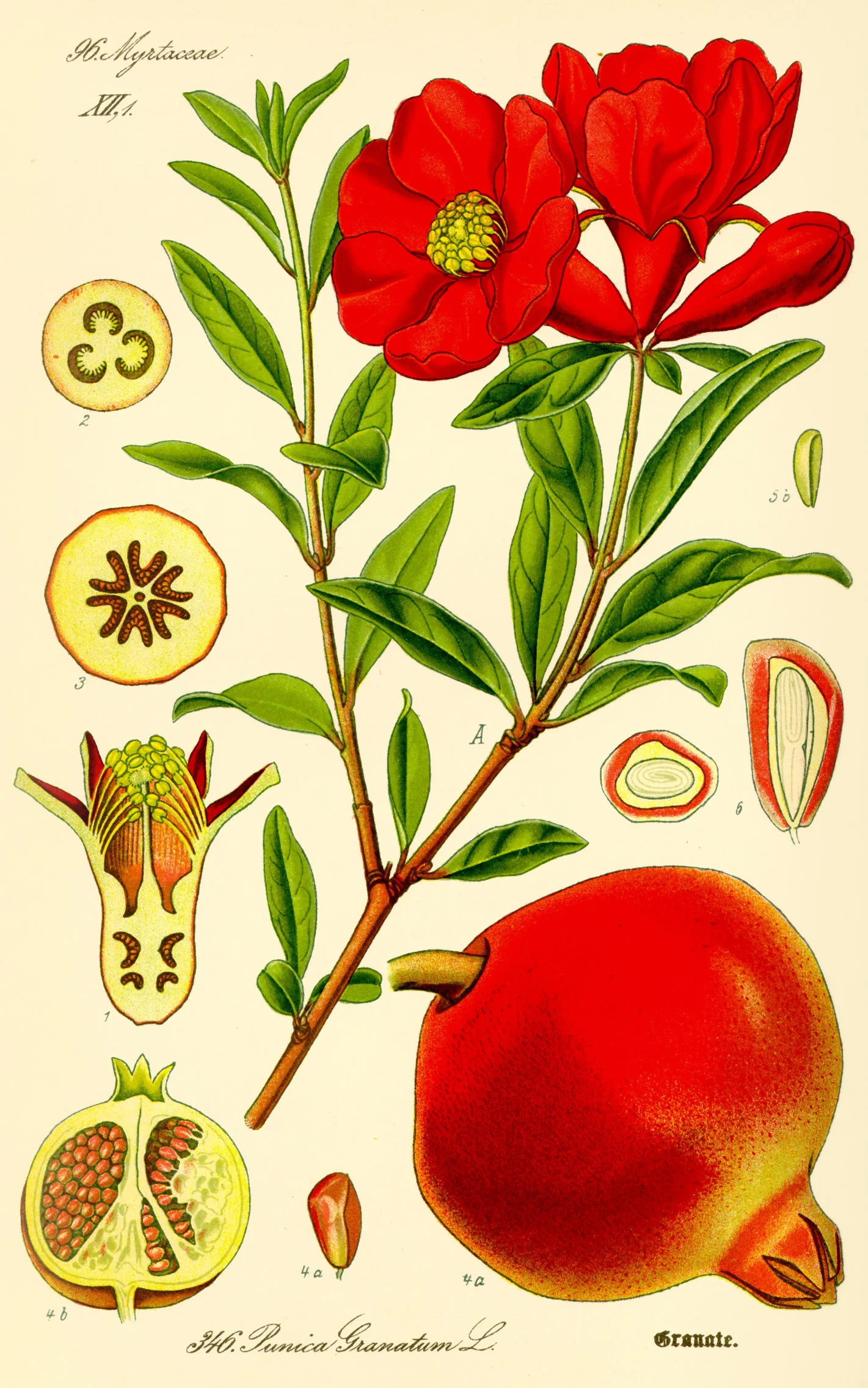 Pomegranate Seed - Carrier Oil