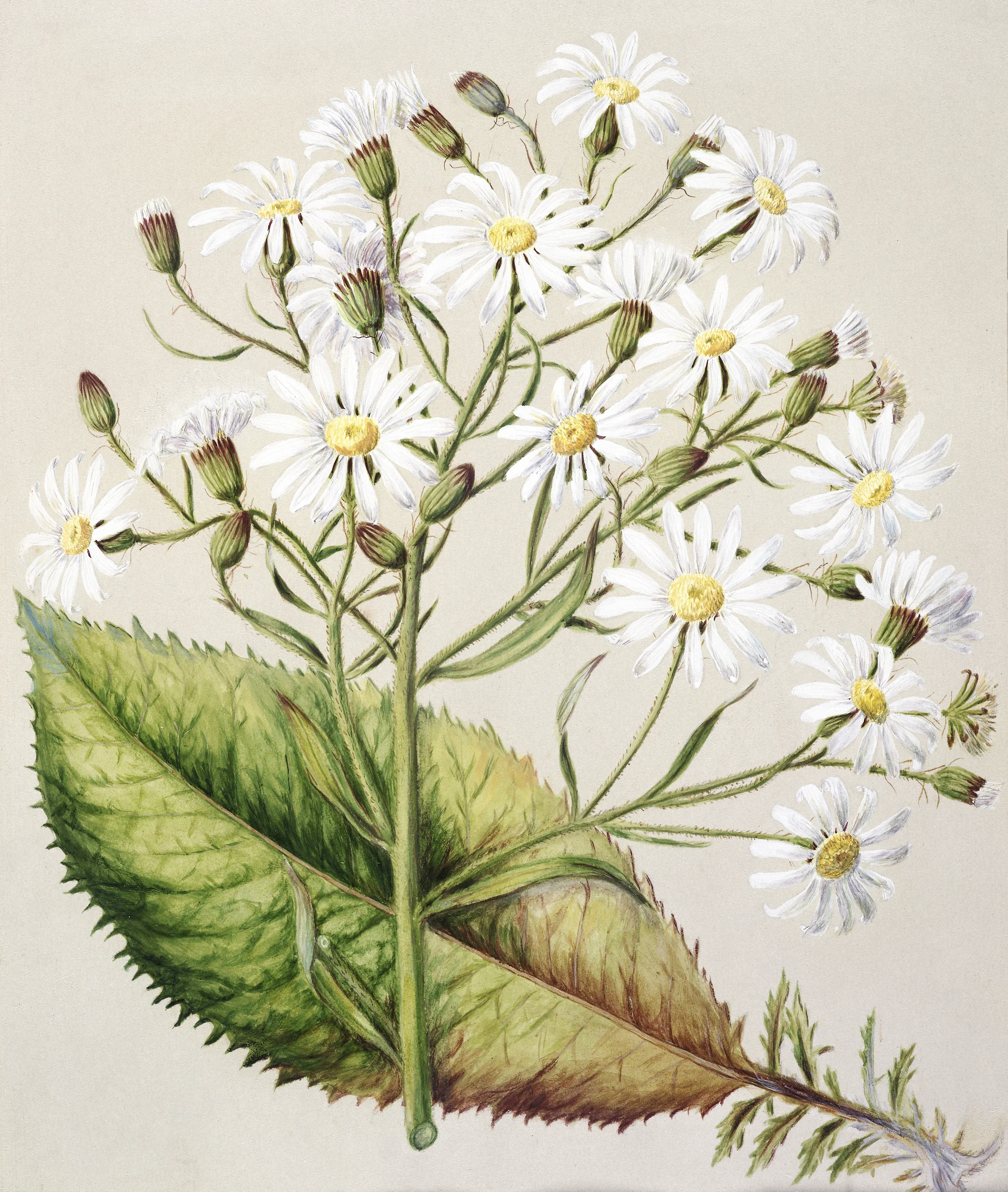 Chamomile, Roman ~ England (O)